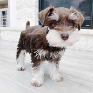 standard schnauzer puppies