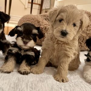 mini schnauzer puppies for sale