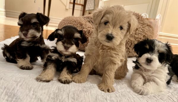 mini schnauzer puppies for sale