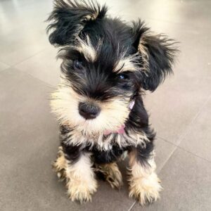 giant schnauzer puppies for sale near me