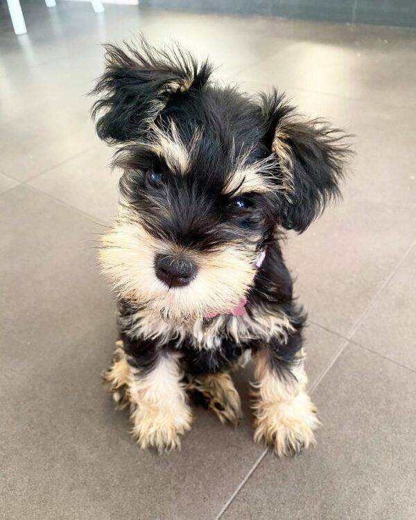 giant schnauzer puppies for sale near me