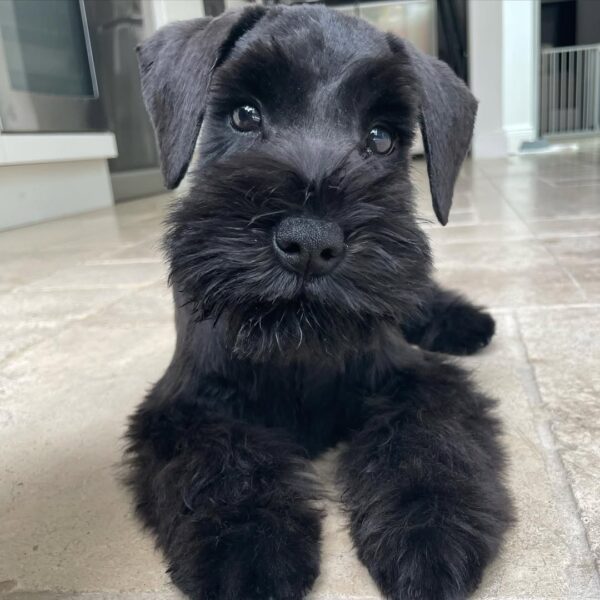 white schnauzer puppy