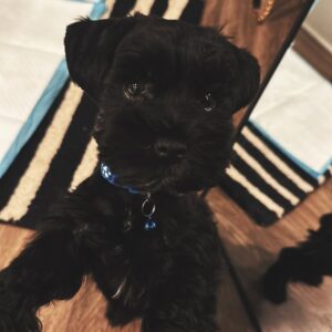 mini black schnauzer puppies​