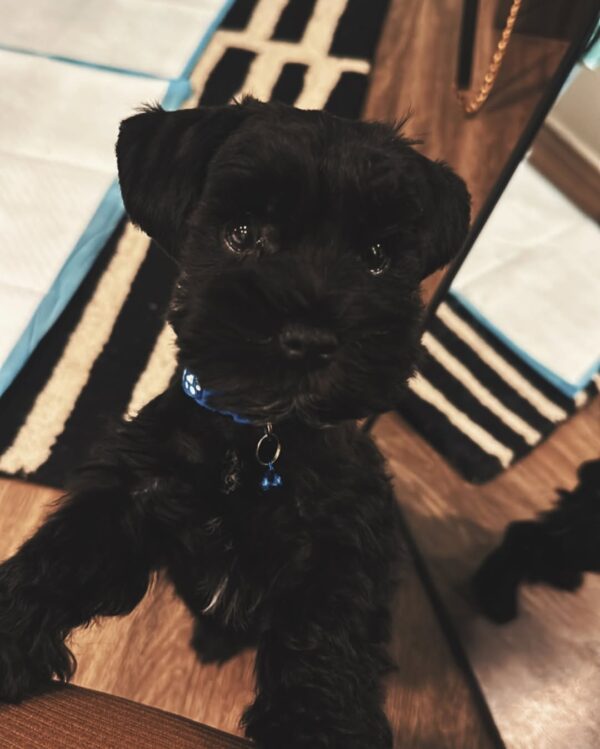 mini black schnauzer puppies​