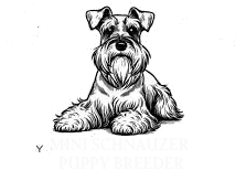 SCHNAUZER PUPPY BREEDER