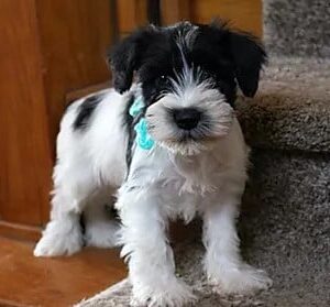 miniature schnauzer puppies for sale near me