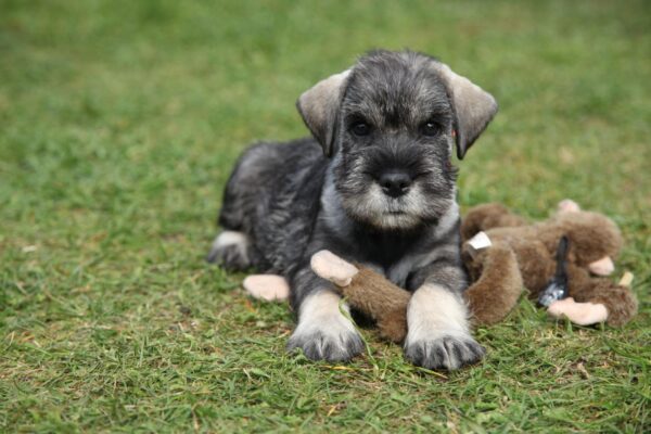 full size schnauzer puppies