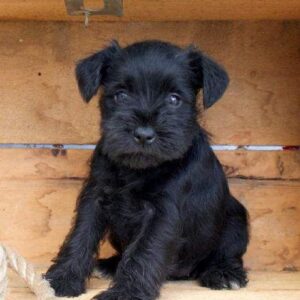 black miniature schnauzer puppy​