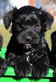 black schnauzer puppy​